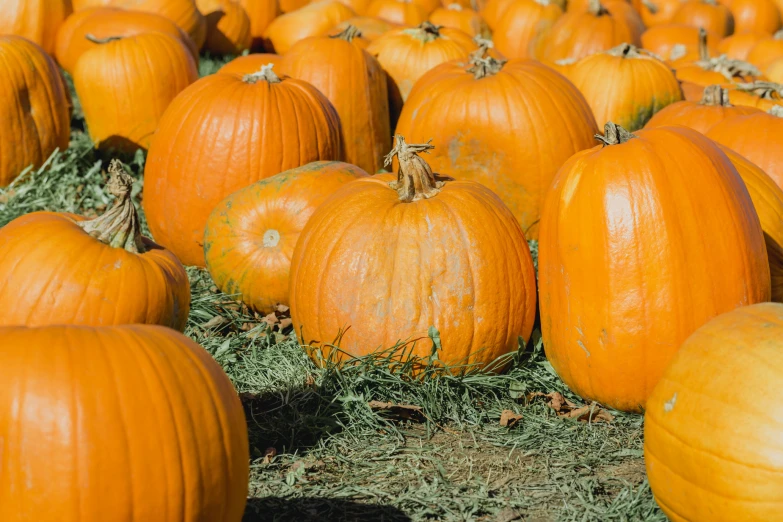 a field full of very bright orange pumpkins