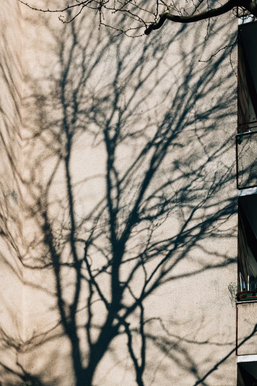 a tree casts a shadow on a wall