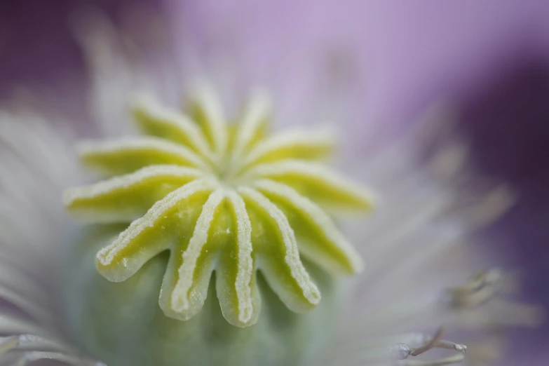 closeup view of the center of a flower