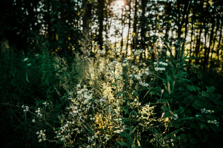 a lot of green plants in the forest with light