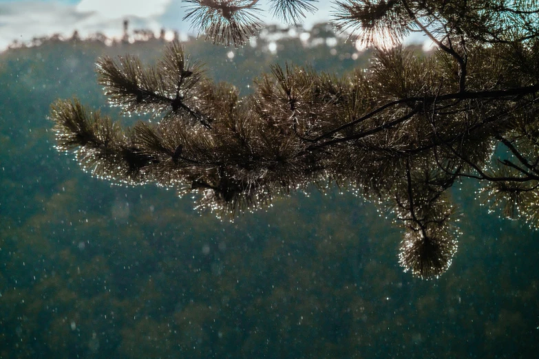 rain is falling on the ground next to a pine tree