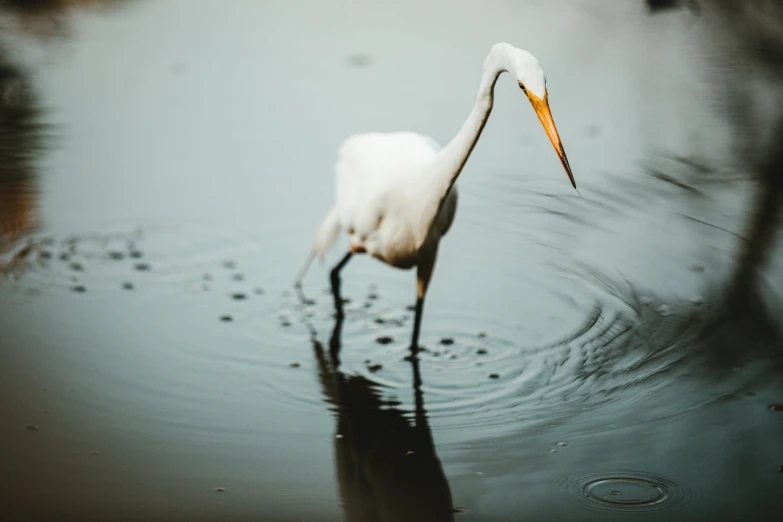 the bird has long legs and is eating