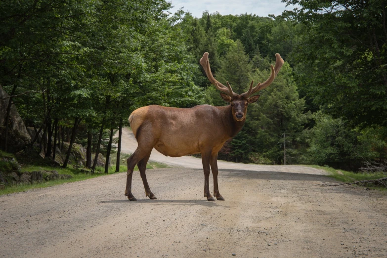 a horned deer stands on a road surrounded by green trees