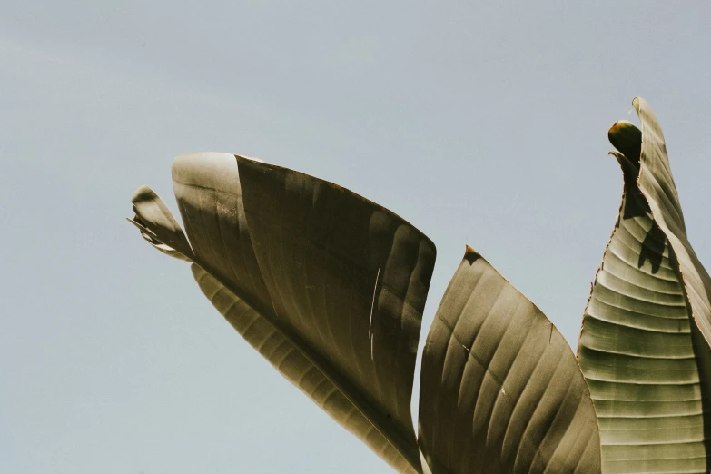 a large bird perched on top of a green leaf