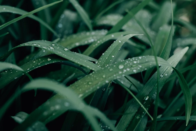 water drops are on some grass in the grass