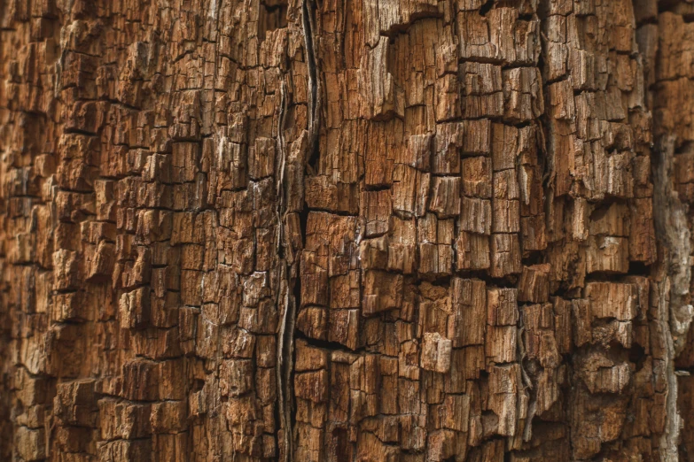 close up image of bark on wooden board