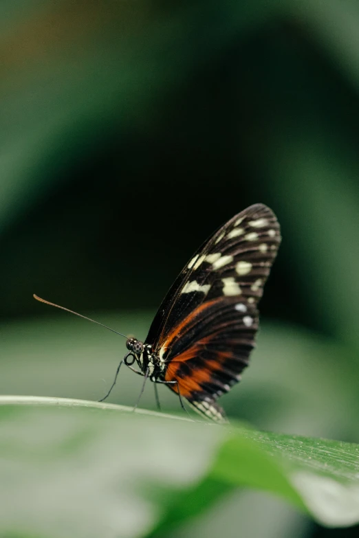 the two erflies are standing on some green leaves