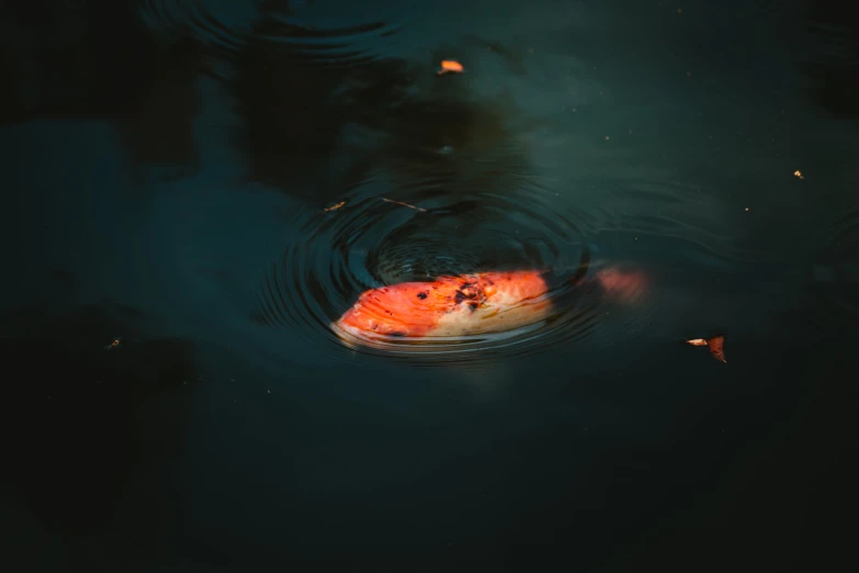 a small orange fish floating on top of a pond