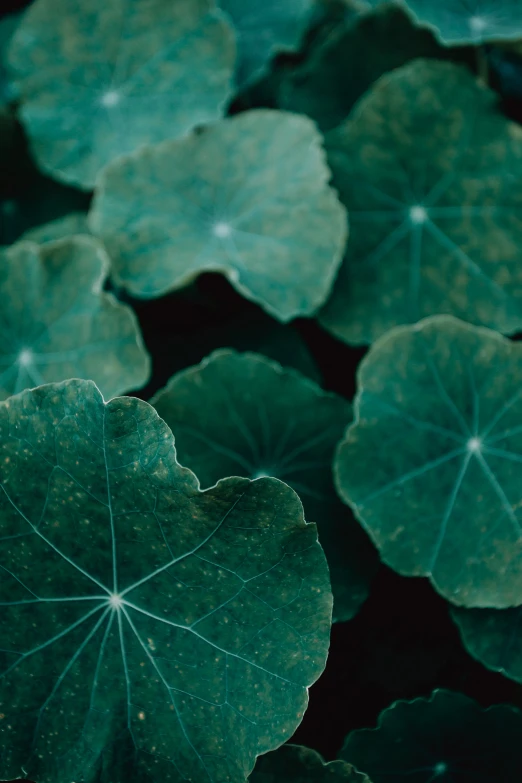 a group of large green leaves growing