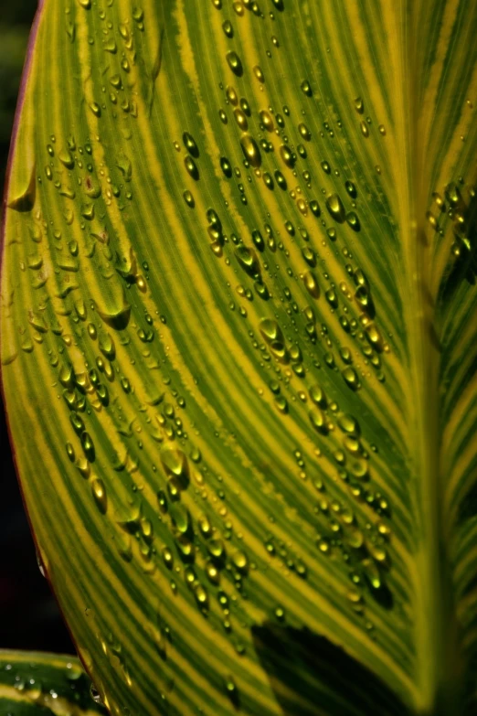 water drops on the leaves of a plant