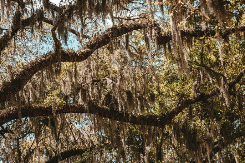 the trees with spanish moss in the sun