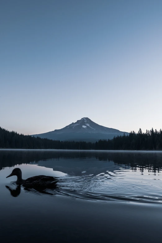 a bird sitting on a lake with mountains in the background