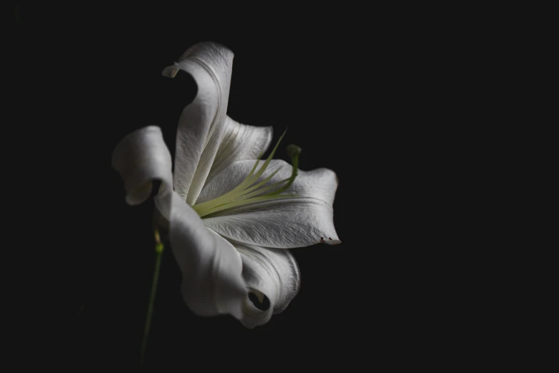 a close up of white flowers on a black background