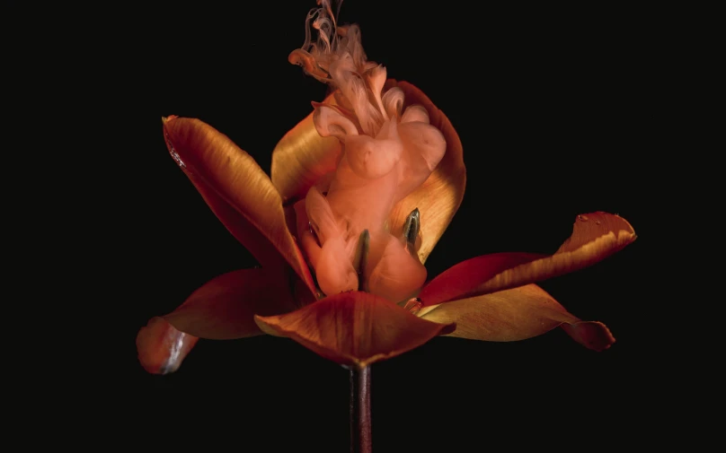 a large flower with several petals on the stem