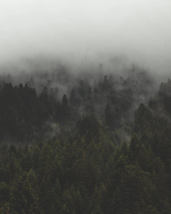 the view of a forest covered in thick fog