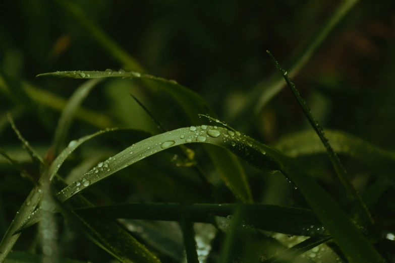 the grass has some water drops on it