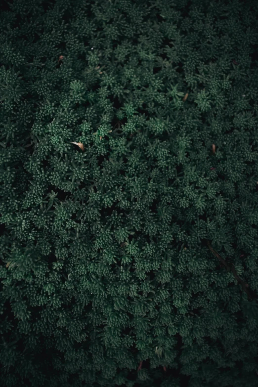 the top of green plants, leaves and dirt