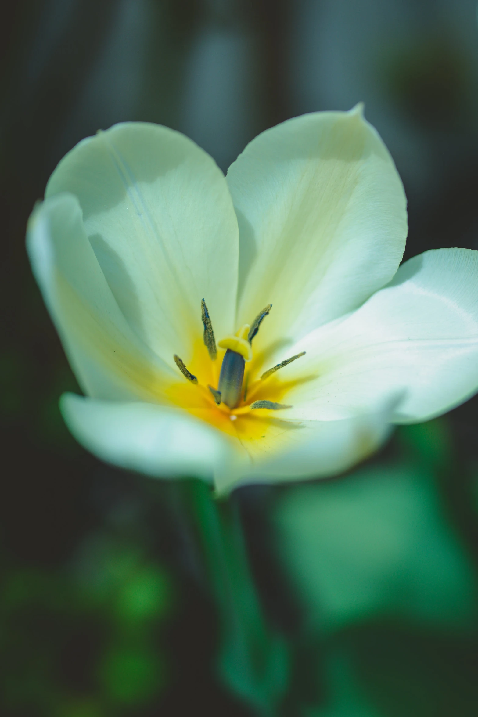 a white flower with yellow center on it