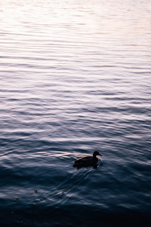 a duck swims through the dark blue water