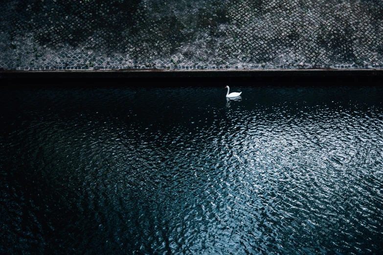 a white duck sitting in the water near a concrete wall