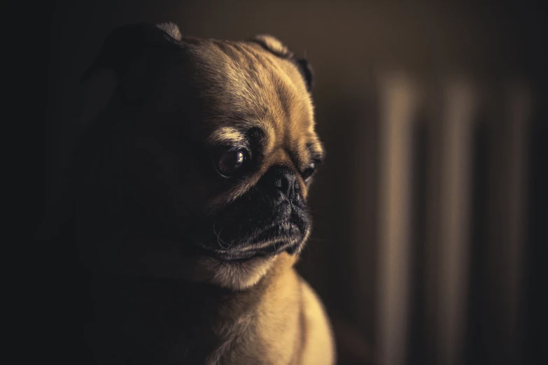 a brown dog looking up at soing