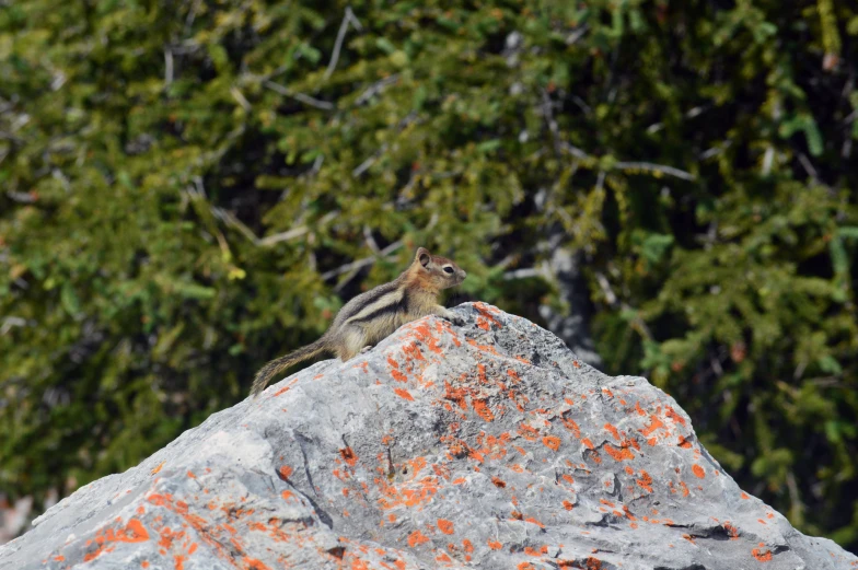 a squirrel is sitting on the top of a rock