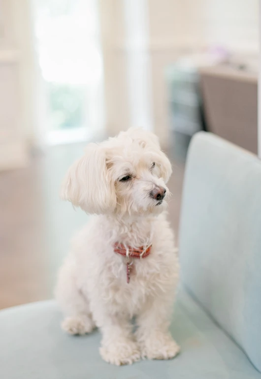 a white dog is sitting on the arm of a chair