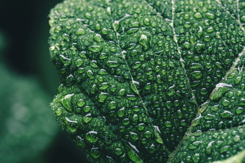 a leaf that is covered with lots of water drops