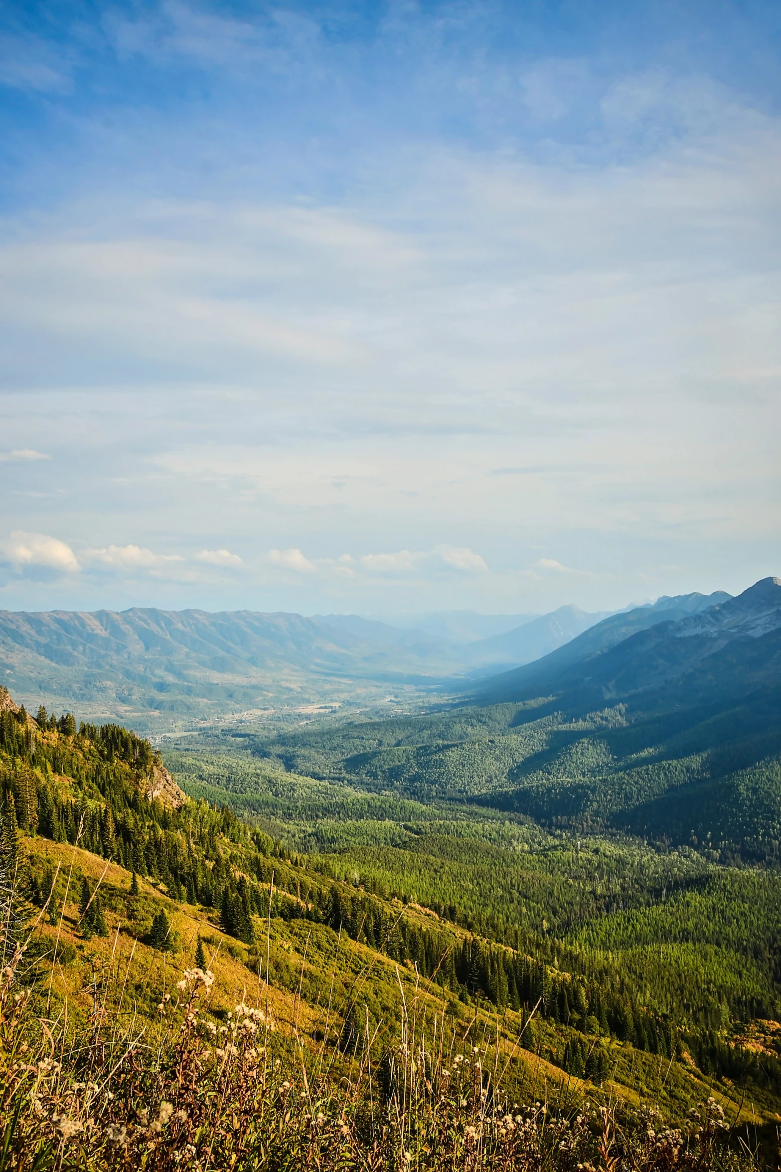 the grassy hill in the mountains is covered with shrubs and trees