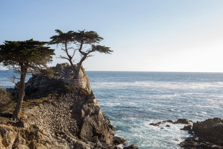 a group of trees on a rock near the ocean