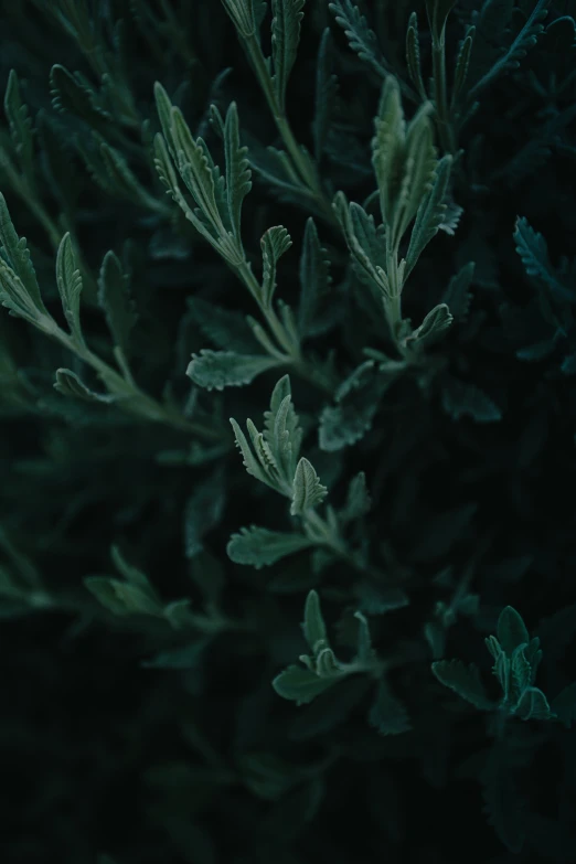 the tops of green plant leaves are lit up