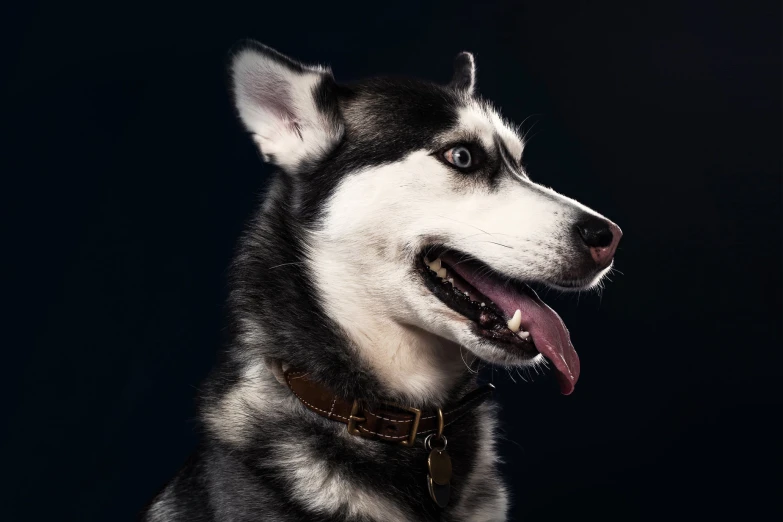 a black and white dog is wearing a collar