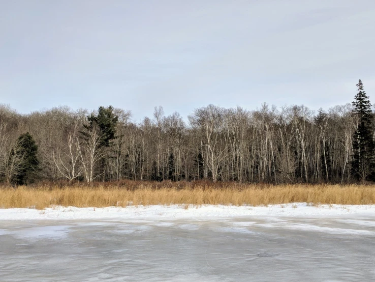 a view of the forest from across the frozen surface