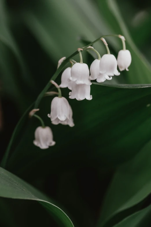 a white flower is growing on the side of a green leaf