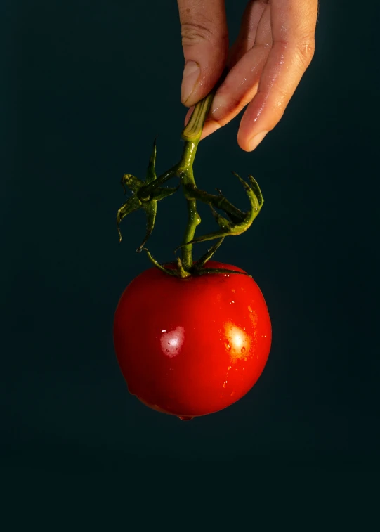 a person holding a fresh cherry tomato
