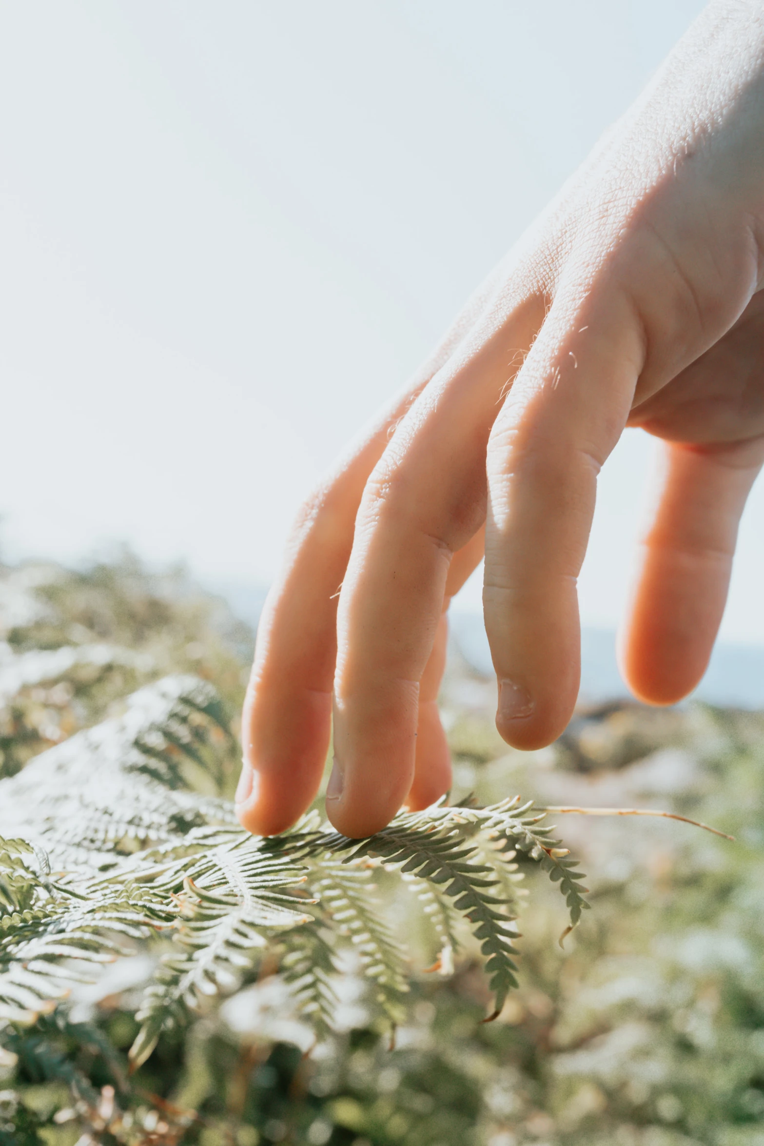 a hand touching plants as the sun shines down