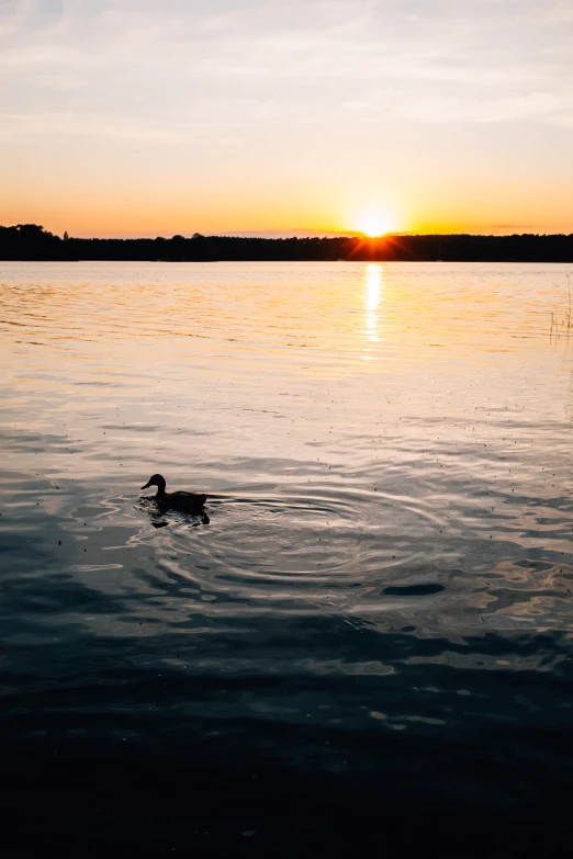 a duck swimming in the water at sunset