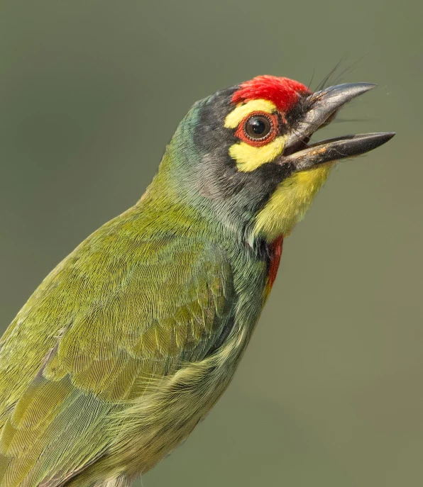 a colorful bird with a very large beak