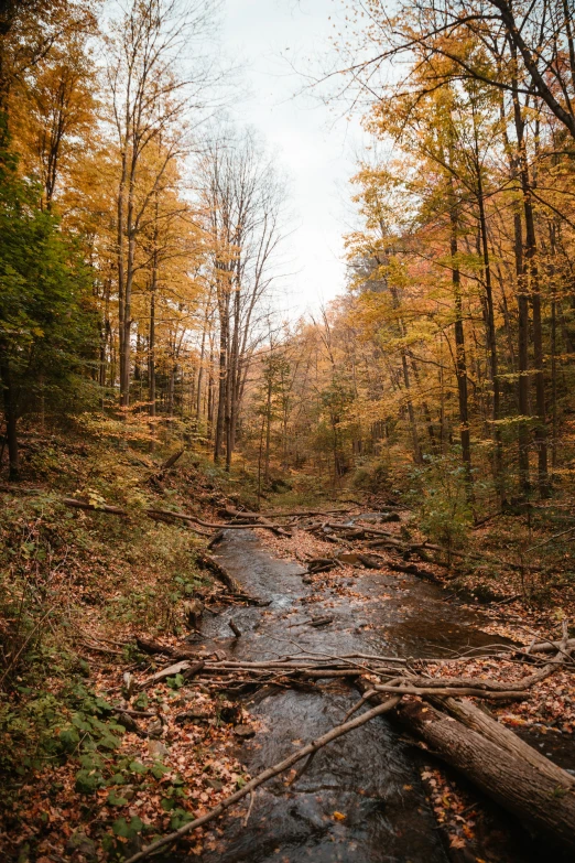 a stream running through a wooded area with trees