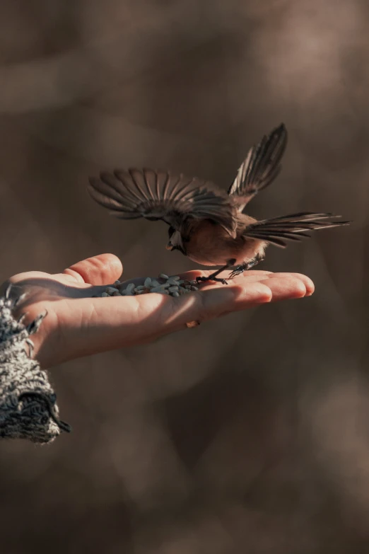 a small bird sitting on top of a persons hand