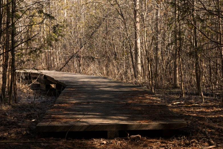 a wooden path in a park that goes through woods