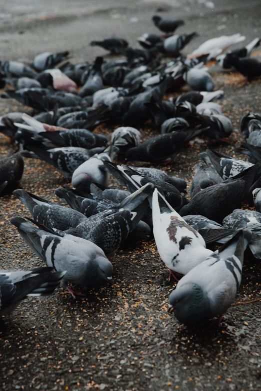 lots of pigeons are gathered together on the pavement