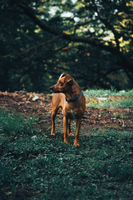 a brown dog standing in the grass on top of a green field