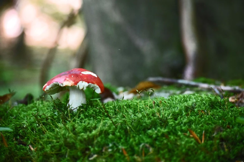 a red and white mushroom on some grass