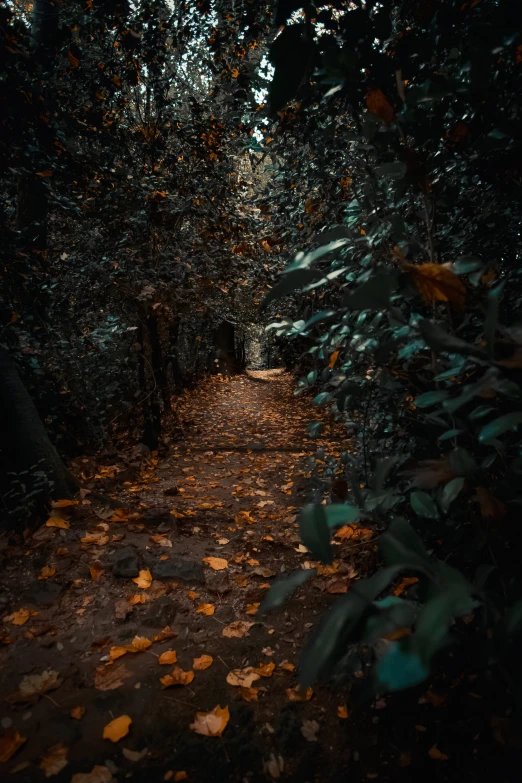 the leaves are falling off on the path in the woods