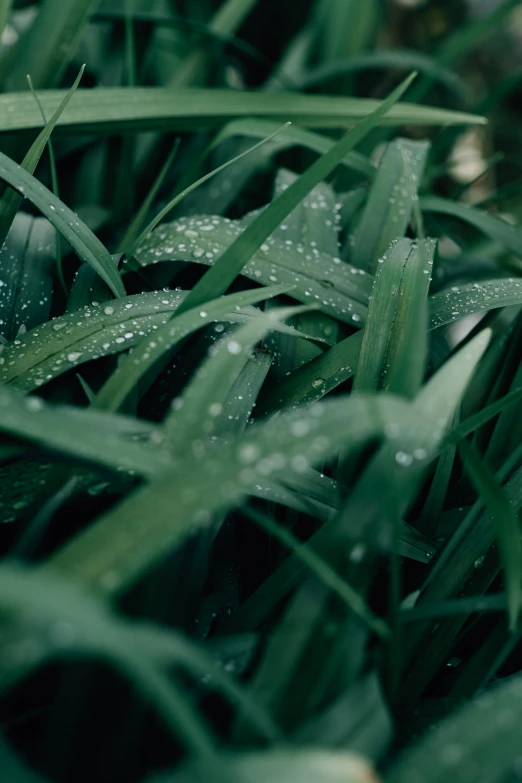 water drops on green grass with soft focus