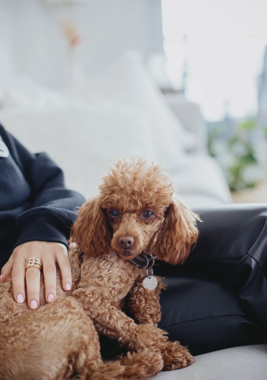 woman holding brown dog while sitting on couch