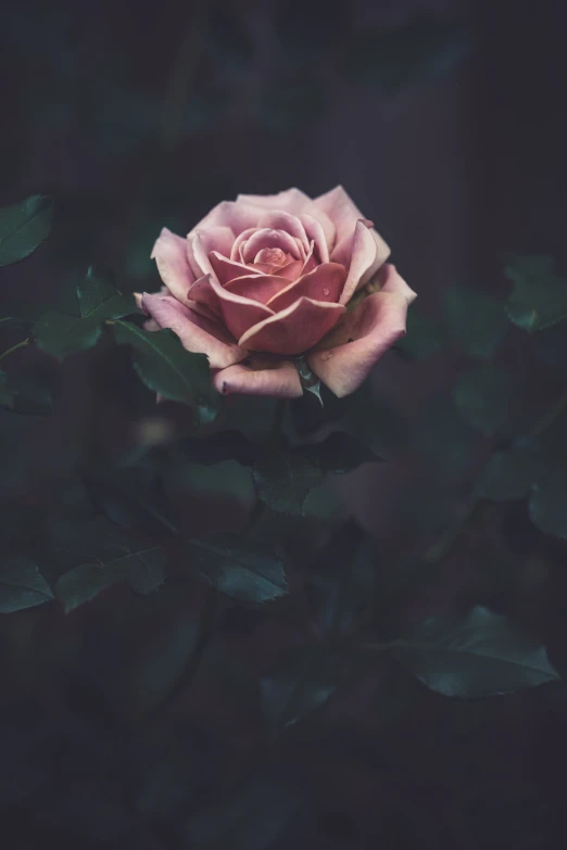 a single pink rose that is blooming