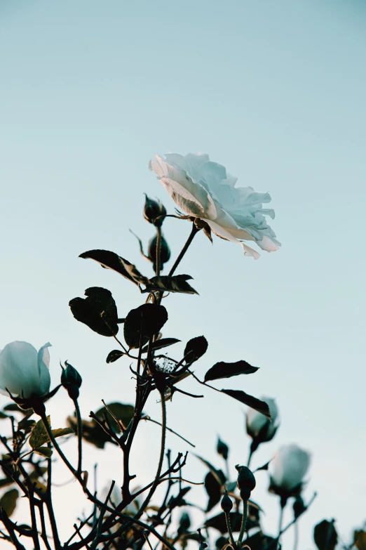 an open flower sits on top of an almost bare tree