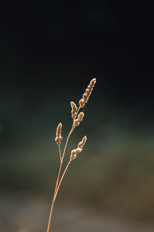 a close up of a dried up plant with sky in the background